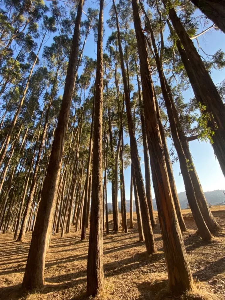 Q’ENQO FOREST